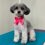 Designer Paws Salon Stylish Grooming for Pets in Upper Arlington & Westerville